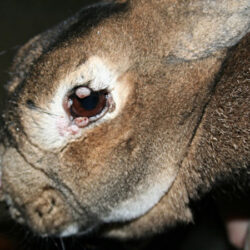 Можно ли есть мясо кролика при миксоматозе